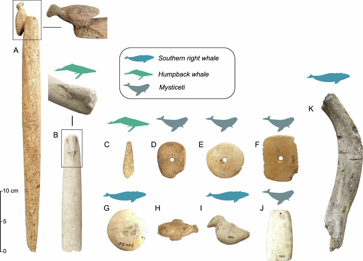 Molecular and zooarchaeological identification of 5000 year old whale-bone harpoons in coastal Brazil
